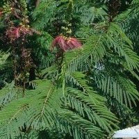Calliandra houstoniana var. calothyrsus (Meisn.) Barneby